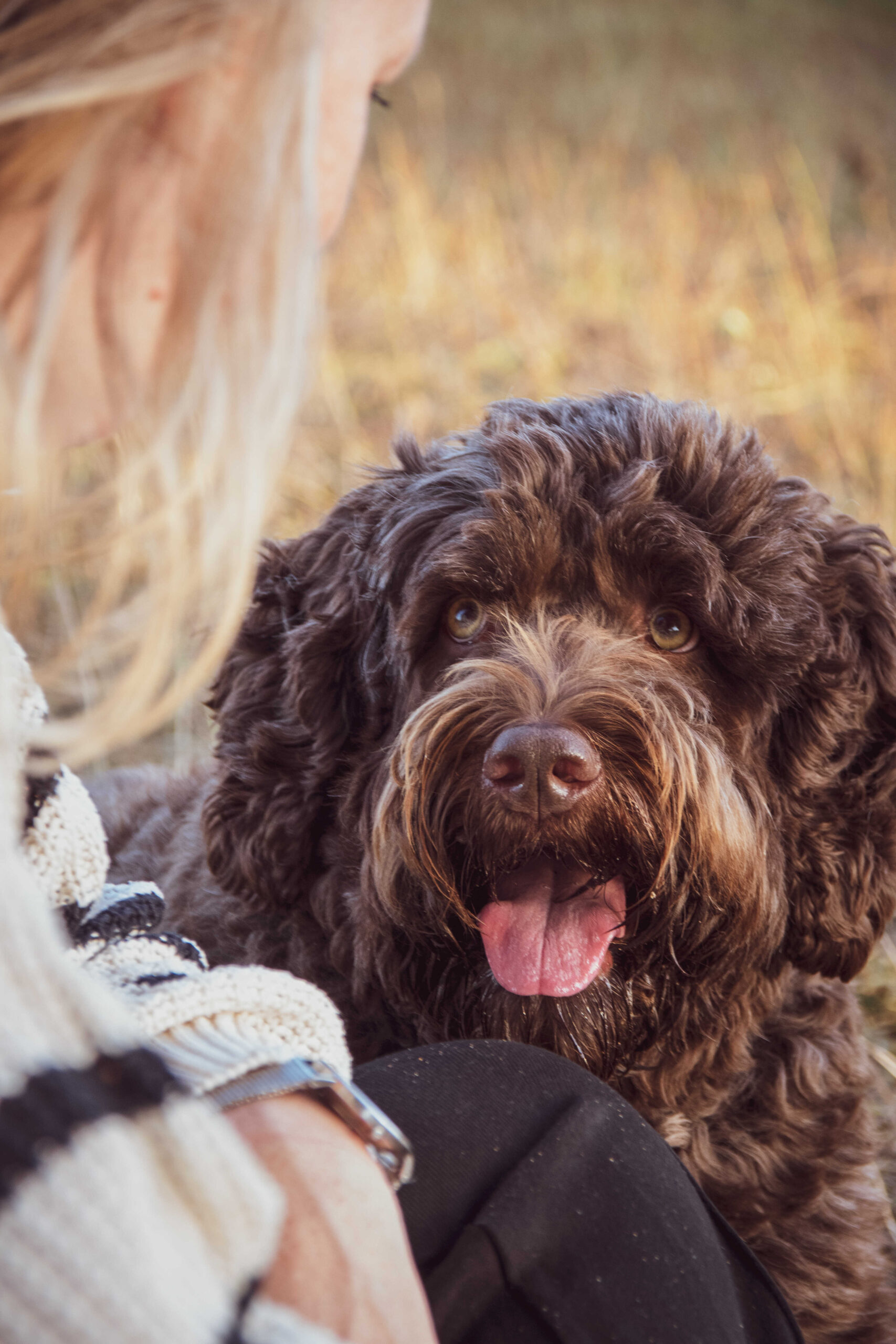Coaching met hond